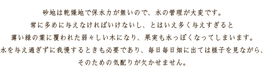 砂地は乾燥地で保水力が無いので、水の管理が大変です。常に多めに与えなければいけないし、とはいえ多く与えすぎると薄い緑の葉に覆われた弱々しい木になり、果実も水っぽくなってしまいます。水を与え過ぎずに我慢するときも必要であり、毎日毎日畑に出ては様子を見ながら、そのための気配りが欠かせません。