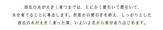 西瓜の木が大きく育つまでは、とにかく間引いて間引いて、木を育てることに専念します。何度かの間引きを終え、しっかりとした西瓜の木が大きく育った頃、いよいよ花から実が成りはじめます。