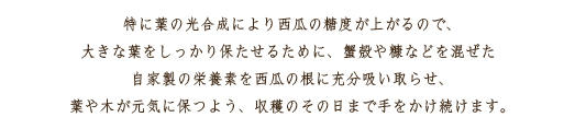 特に葉の光合成により西瓜の糖度が上がるので、大きな葉をしっかり保たせるために、蟹殻や糠などを混ぜた自家製の栄養素を西瓜の根に充分吸い取らせ、葉や木が元気に保つよう、収穫のその日まで手をかけ続けます。
