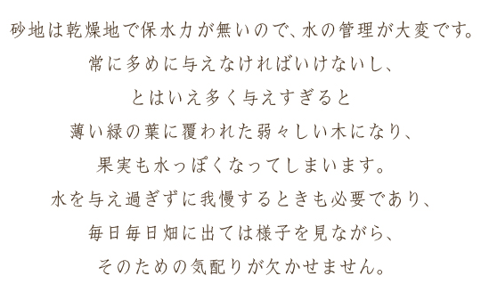 砂地は乾燥地で保水力が無いので、水の管理が大変です。常に多めに与えなければいけないし、とはいえ多く与えすぎると薄い緑の葉に覆われた弱々しい木になり、果実も水っぽくなってしまいます。水を与え過ぎずに我慢するときも必要であり、毎日毎日畑に出ては様子を見ながら、そのための気配りが欠かせません。