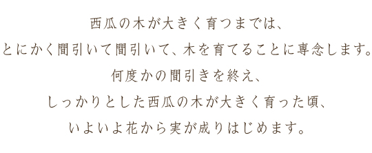 西瓜の木が大きく育つまでは、とにかく間引いて間引いて、木を育てることに専念します。何度かの間引きを終え、しっかりとした西瓜の木が大きく育った頃、いよいよ花から実が成りはじめます。