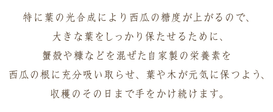 特に葉の光合成により西瓜の糖度が上がるので、大きな葉をしっかり保たせるために、蟹殻や糠などを混ぜた自家製の栄養素を西瓜の根に充分吸い取らせ、葉や木が元気に保つよう、収穫のその日まで手をかけ続けます。