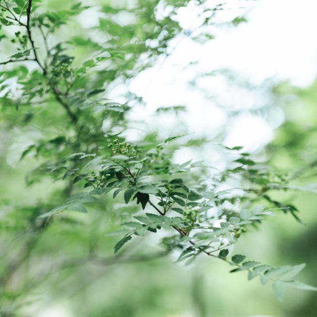 和久傳ノ森